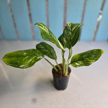 Load image into Gallery viewer, #W6 Variegated Monstera Lechleriana