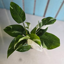 Load image into Gallery viewer, #W26 Philodendron White Princess