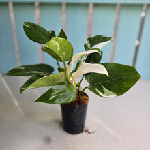 Load image into Gallery viewer, #W26 Philodendron White Princess