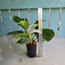 Load image into Gallery viewer, #W26 Philodendron White Princess