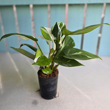 Load image into Gallery viewer, #W26 Philodendron White Princess