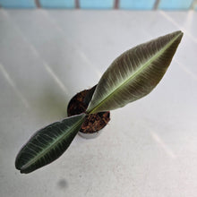 Load image into Gallery viewer, #W12 Labisia Pumila