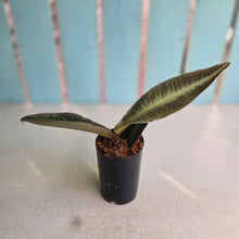 Load image into Gallery viewer, #W12 Labisia Pumila