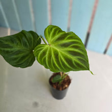 Load image into Gallery viewer, #W4 Philodendron Verrucosum