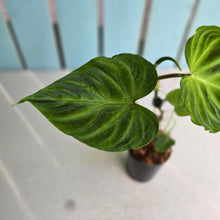 Load image into Gallery viewer, #W4 Philodendron Verrucosum