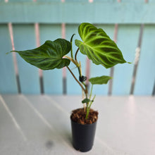 Load image into Gallery viewer, #W4 Philodendron Verrucosum