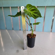 Load image into Gallery viewer, #W4 Philodendron Verrucosum