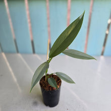 Load image into Gallery viewer, #W2 Philodendron Hastatum 'Silver Snake'