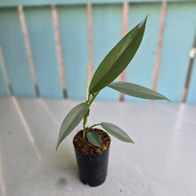 Load image into Gallery viewer, #W2 Philodendron Hastatum 'Silver Snake'
