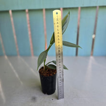 Load image into Gallery viewer, #W2 Philodendron Hastatum 'Silver Snake'
