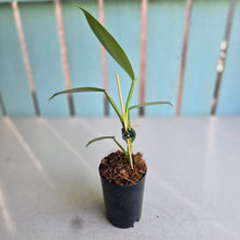 Load image into Gallery viewer, #W2 Philodendron Hastatum 'Silver Snake'