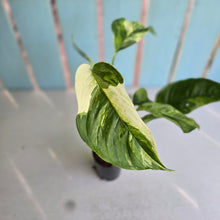 Load image into Gallery viewer, #W18 Variegated Monstera Laniata