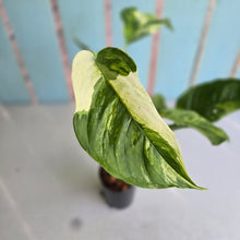 Load image into Gallery viewer, #W18 Variegated Monstera Laniata