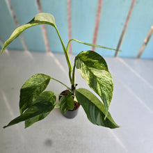 Load image into Gallery viewer, #W18 Variegated Monstera Laniata