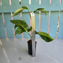 Load image into Gallery viewer, #W18 Variegated Monstera Laniata