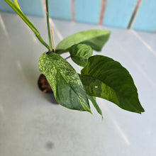Load image into Gallery viewer, #W18 Variegated Monstera Laniata