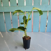Load image into Gallery viewer, #W18 Variegated Monstera Laniata