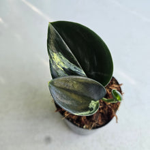 Load image into Gallery viewer, #W1 Aurea Variegated Scindapsus Treubii Dark Form