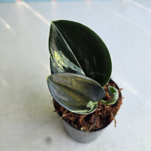 Load image into Gallery viewer, #W1 Aurea Variegated Scindapsus Treubii Dark Form