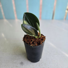 Load image into Gallery viewer, #W1 Aurea Variegated Scindapsus Treubii Dark Form