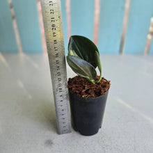 Load image into Gallery viewer, #W1 Aurea Variegated Scindapsus Treubii Dark Form