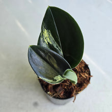 Load image into Gallery viewer, #W1 Aurea Variegated Scindapsus Treubii Dark Form