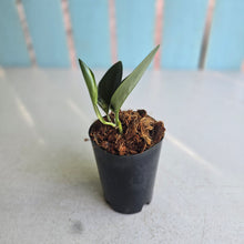 Load image into Gallery viewer, #W1 Aurea Variegated Scindapsus Treubii Dark Form