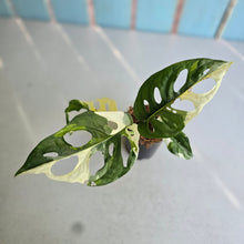 Load image into Gallery viewer, #W3 Variegated Monstera Adansonii