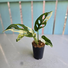 Load image into Gallery viewer, #W3 Variegated Monstera Adansonii