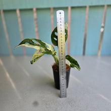 Load image into Gallery viewer, #W3 Variegated Monstera Adansonii