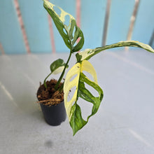 Load image into Gallery viewer, #W3 Variegated Monstera Adansonii