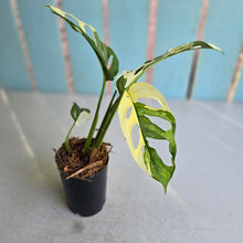 Load image into Gallery viewer, #W3 Variegated Monstera Adansonii