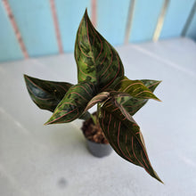 Load image into Gallery viewer, #W8 Aglaonema Red Army