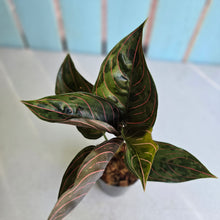 Load image into Gallery viewer, #W8 Aglaonema Red Army