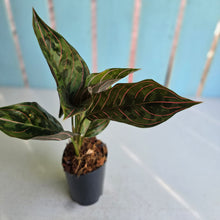 Load image into Gallery viewer, #W8 Aglaonema Red Army