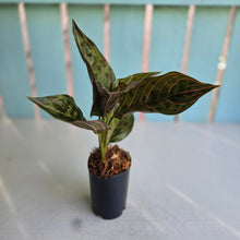 Load image into Gallery viewer, #W8 Aglaonema Red Army