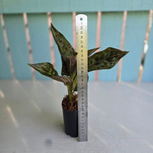 Load image into Gallery viewer, #W8 Aglaonema Red Army