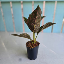 Load image into Gallery viewer, #W8 Aglaonema Red Army