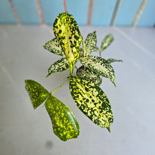Load image into Gallery viewer, #W22 Dracaena Florida Beauty