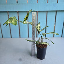 Load image into Gallery viewer, #W22 Dracaena Florida Beauty