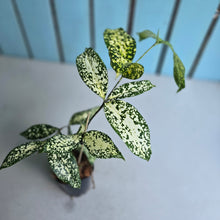 Load image into Gallery viewer, #W22 Dracaena Florida Beauty