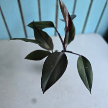 Load image into Gallery viewer, #W25 Philodendron Majesty