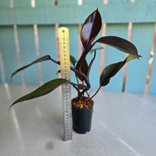 Load image into Gallery viewer, #W25 Philodendron Majesty