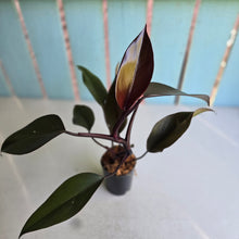 Load image into Gallery viewer, #W25 Philodendron Majesty