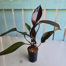 Load image into Gallery viewer, #W25 Philodendron Majesty