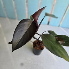 Load image into Gallery viewer, #W25 Philodendron Majesty