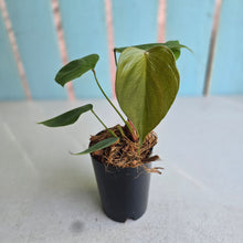 Load image into Gallery viewer, #W7 Philodendron Lynamii