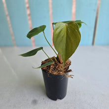 Load image into Gallery viewer, #W7 Philodendron Lynamii