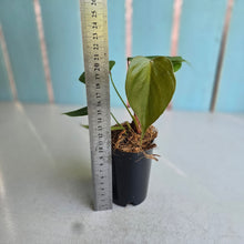 Load image into Gallery viewer, #W7 Philodendron Lynamii