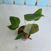 Load image into Gallery viewer, #W7 Philodendron Lynamii